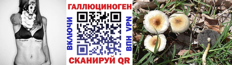 Купить где Бирюч Галлюциногенные грибы Psilocybe